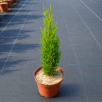 Cyprus vždyzelený (Cupressus sempervirens) ´TOTEM´ - výška 25-35 cm, kont. C2L